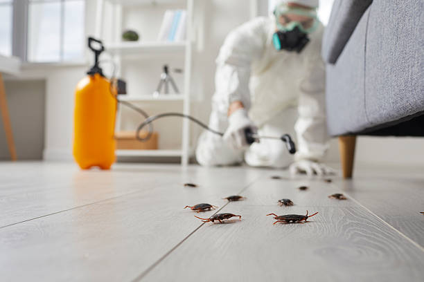 Commercial Rodent Management in Jacksonville